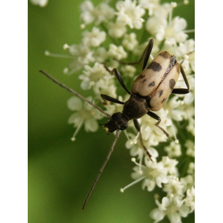 Pachytodes cerambyciformis (Schrank, 1781)